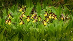 Frauenschuh Cypripedium calceolus