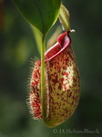 Nepenthes, Kannenpflanze
